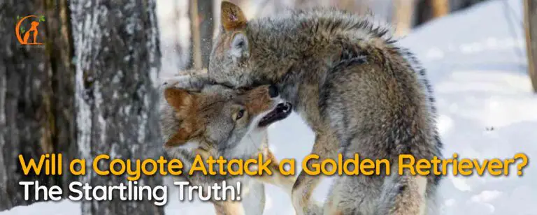 Will a Coyote Attack a Golden Retriever? The Startling Truth!