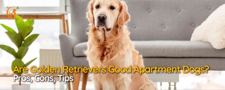 Are Golden Retrievers Good Apartment Dogs? Pros, Cons, Tips