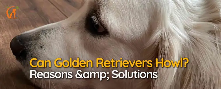 Can Golden Retrievers Howl? Reasons & Solutions