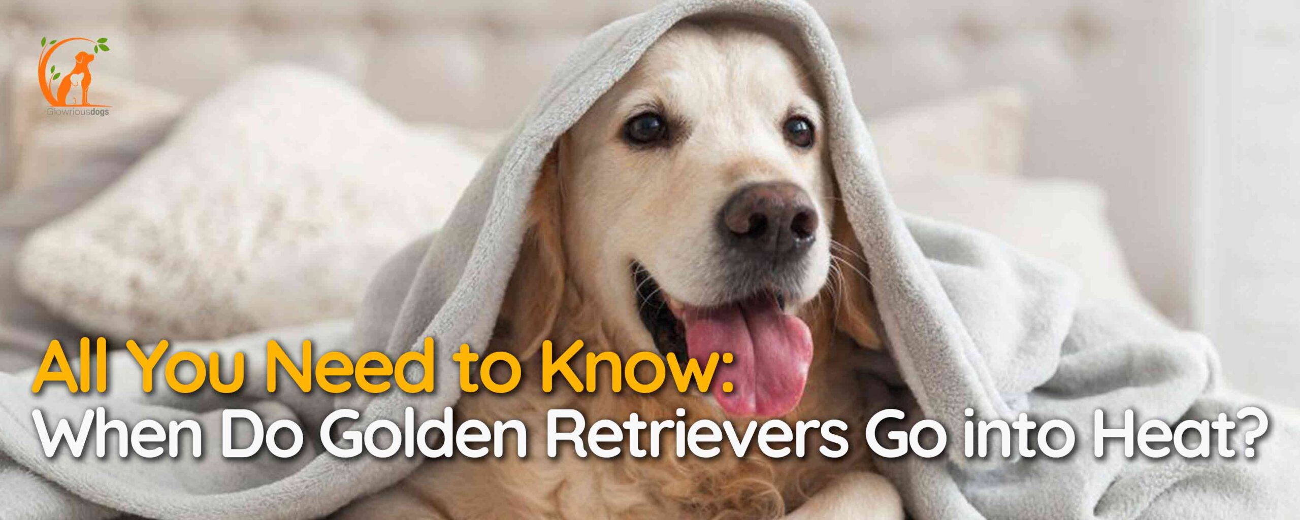 All You Need to Know: When Do Golden Retrievers Go into Heat?