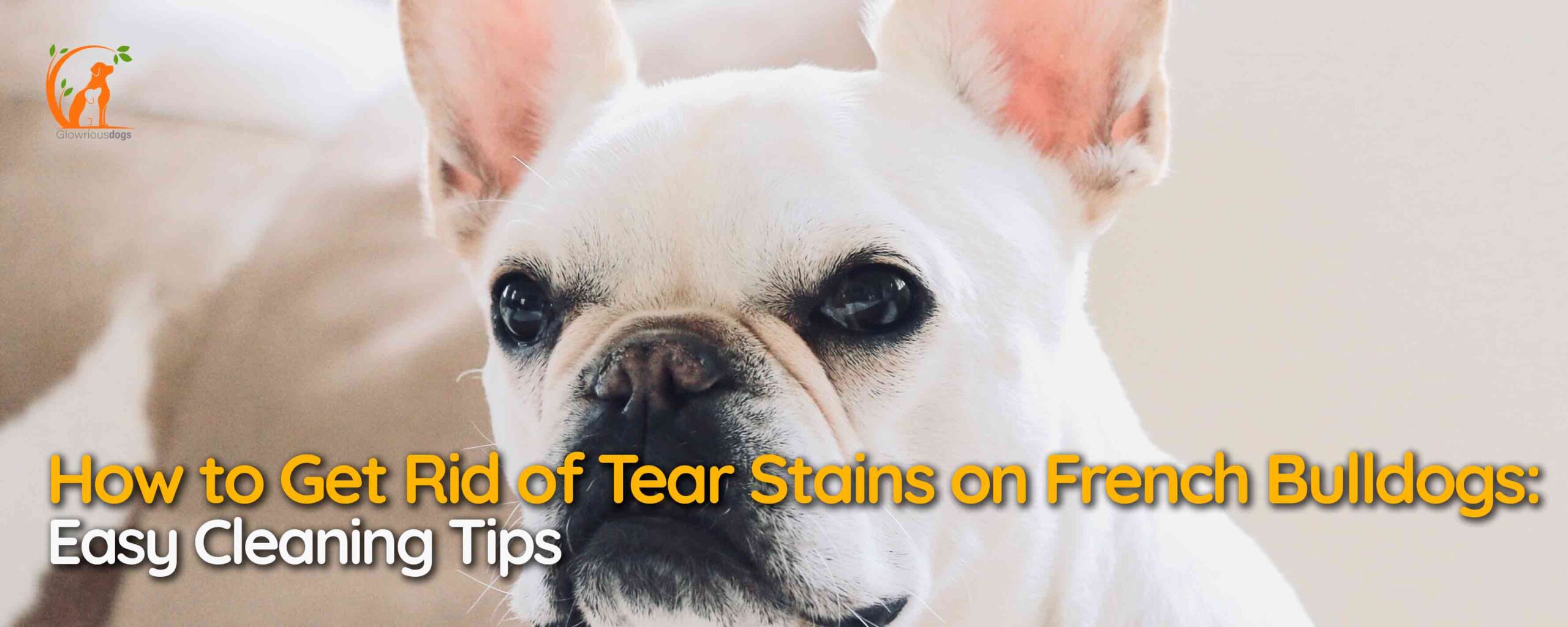 How to Get Rid of Tear Stains on French Bulldogs: Easy Cleaning Tips