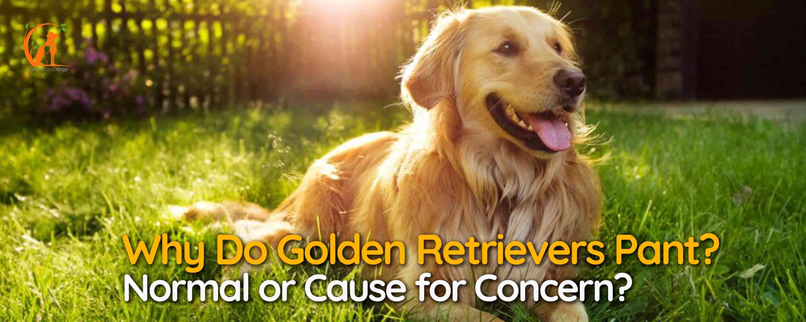 Why Do Golden Retrievers Pant? Normal or Cause for Concern?