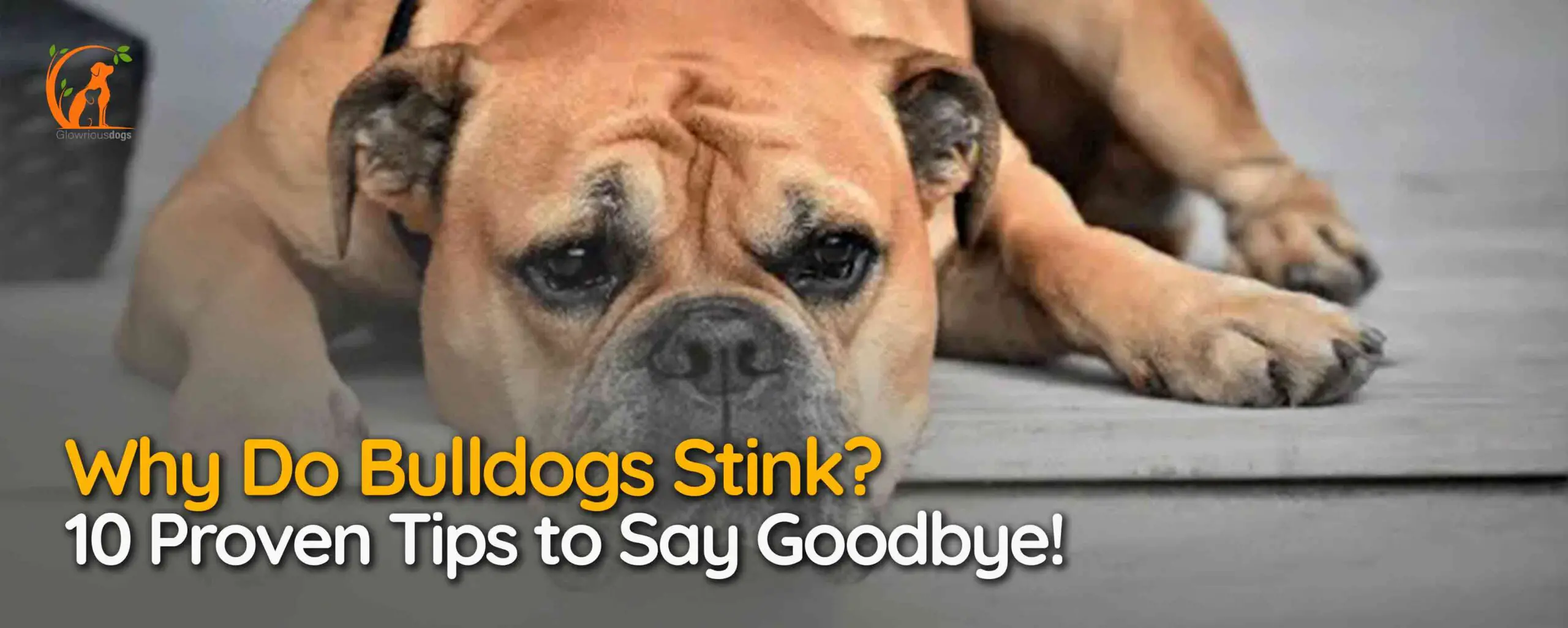 Why Do Bulldogs Stink