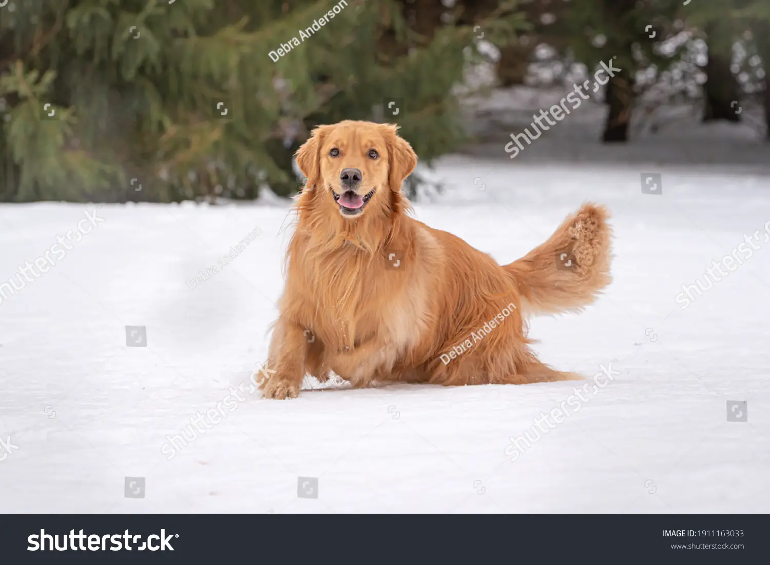 Are Golden Retrievers Double Coated
