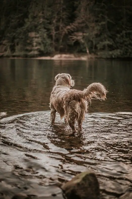 Can Golden Retrievers Swim in Cold Water