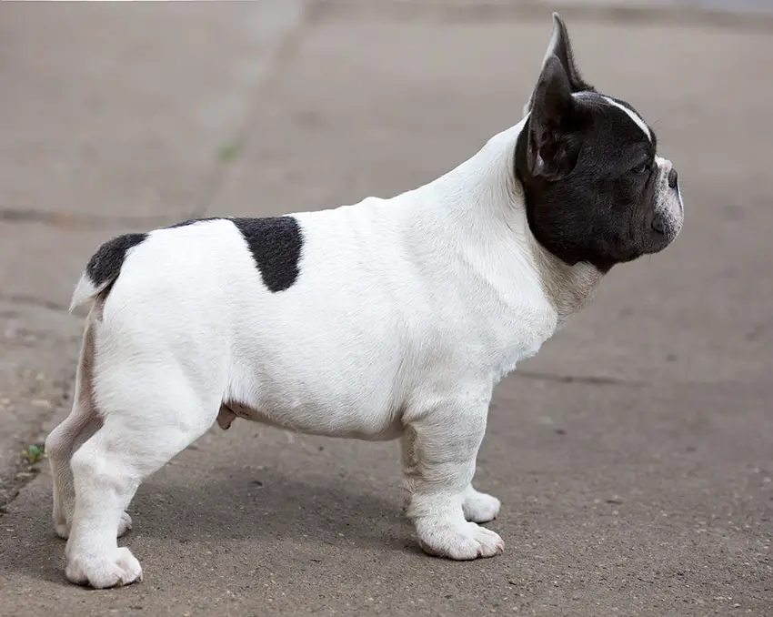 Do They Cut French Bulldogs Tails