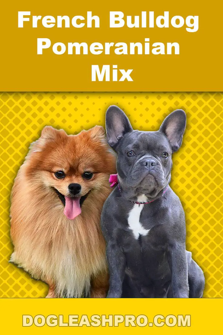 French Bulldog Pomeranian Mix