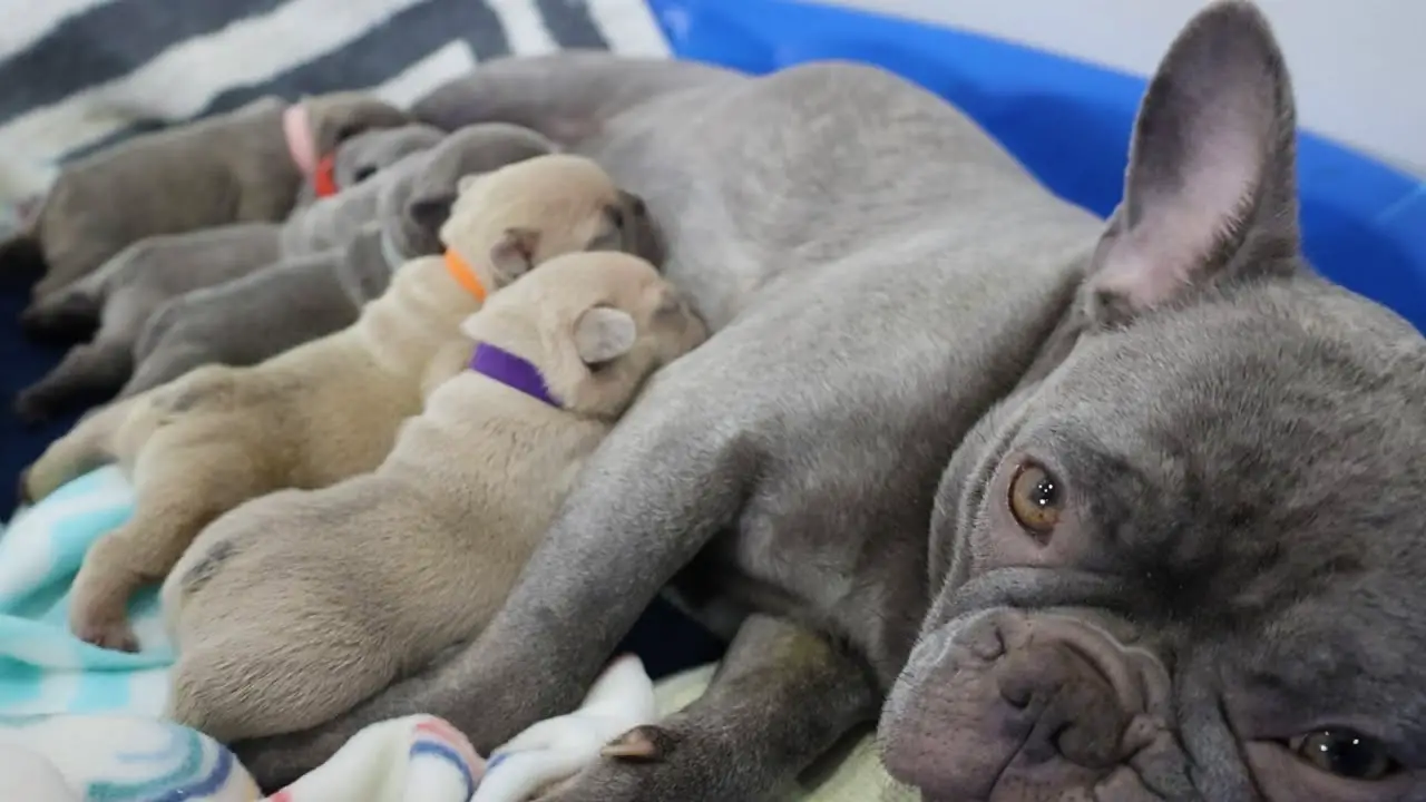 How Long Should French Bulldog Puppies Nurse