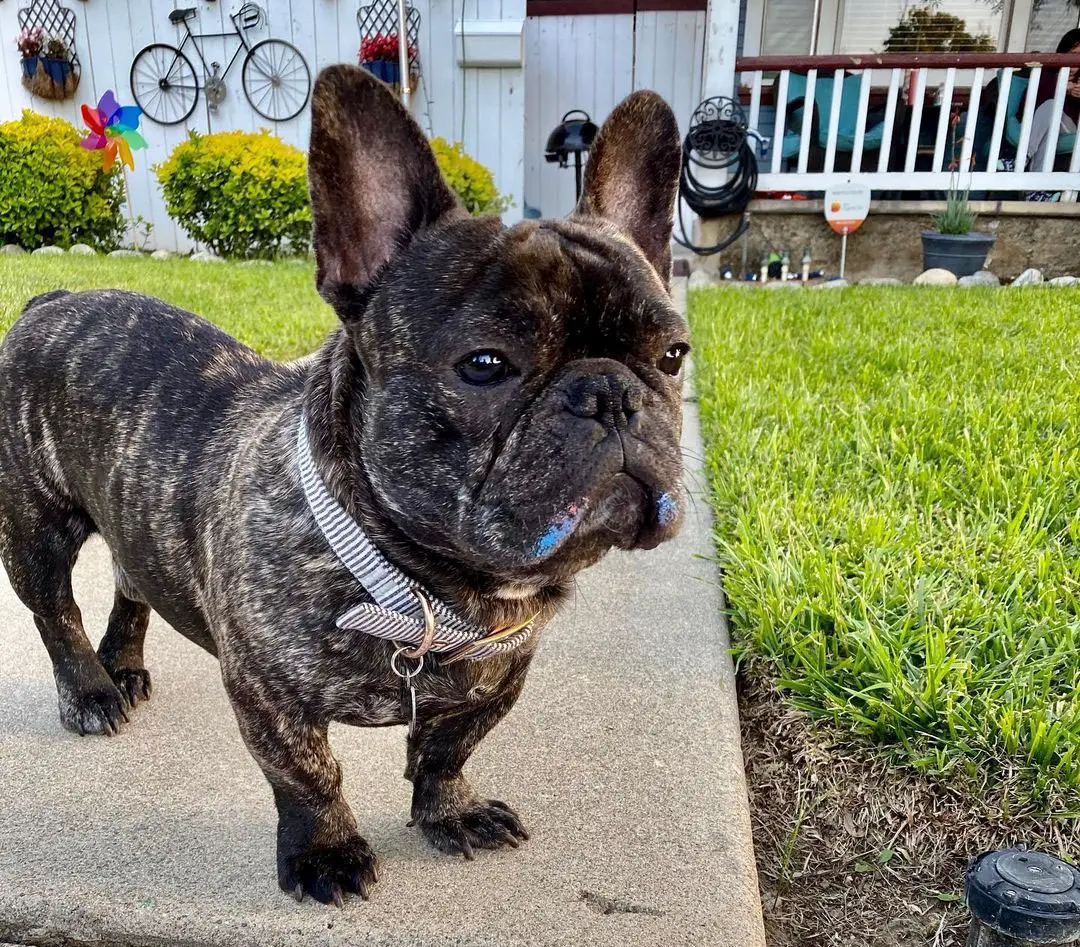 How Much is a Brindle French Bulldog