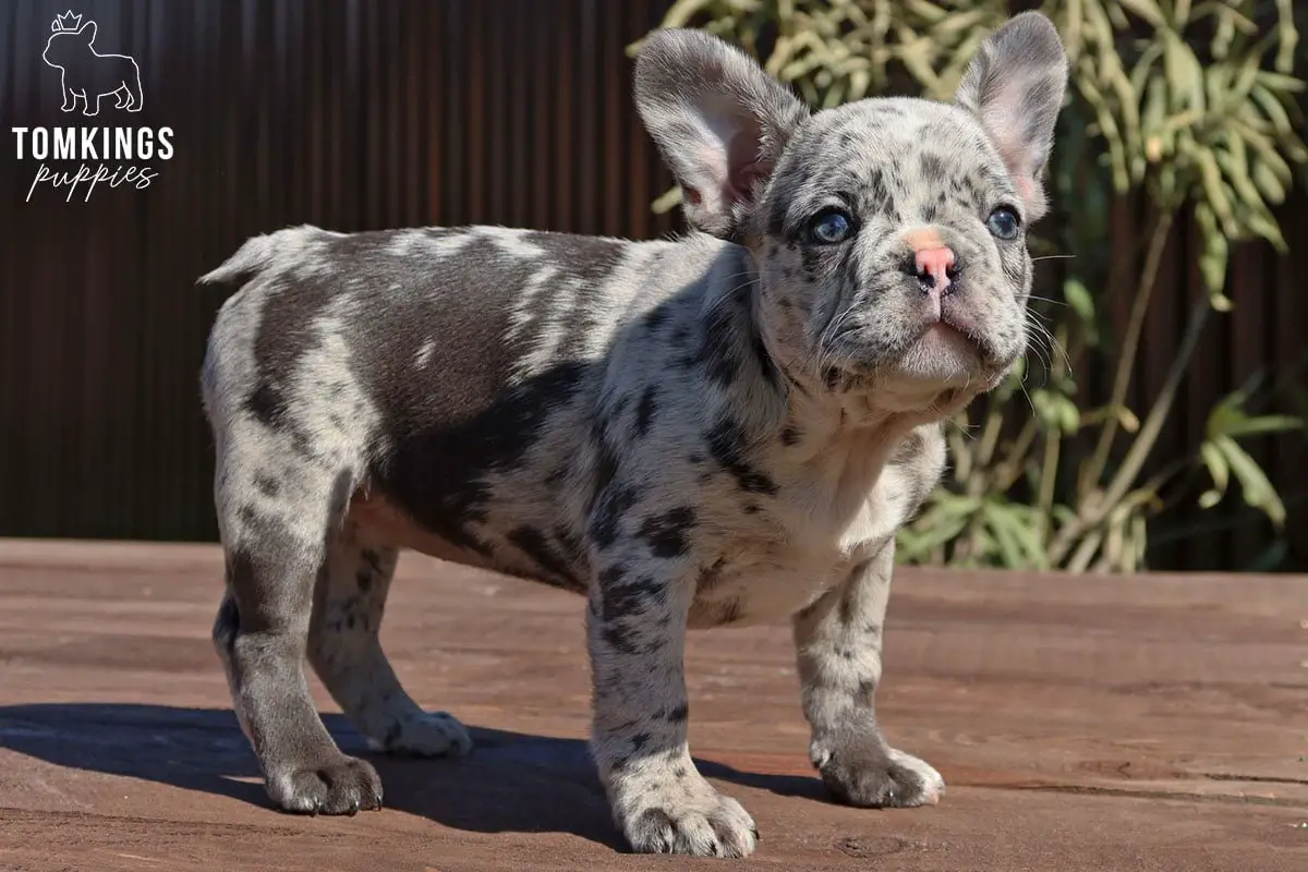How Much is a Merle French Bulldog