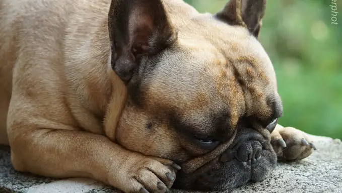 How to Stop French Bulldog Itching