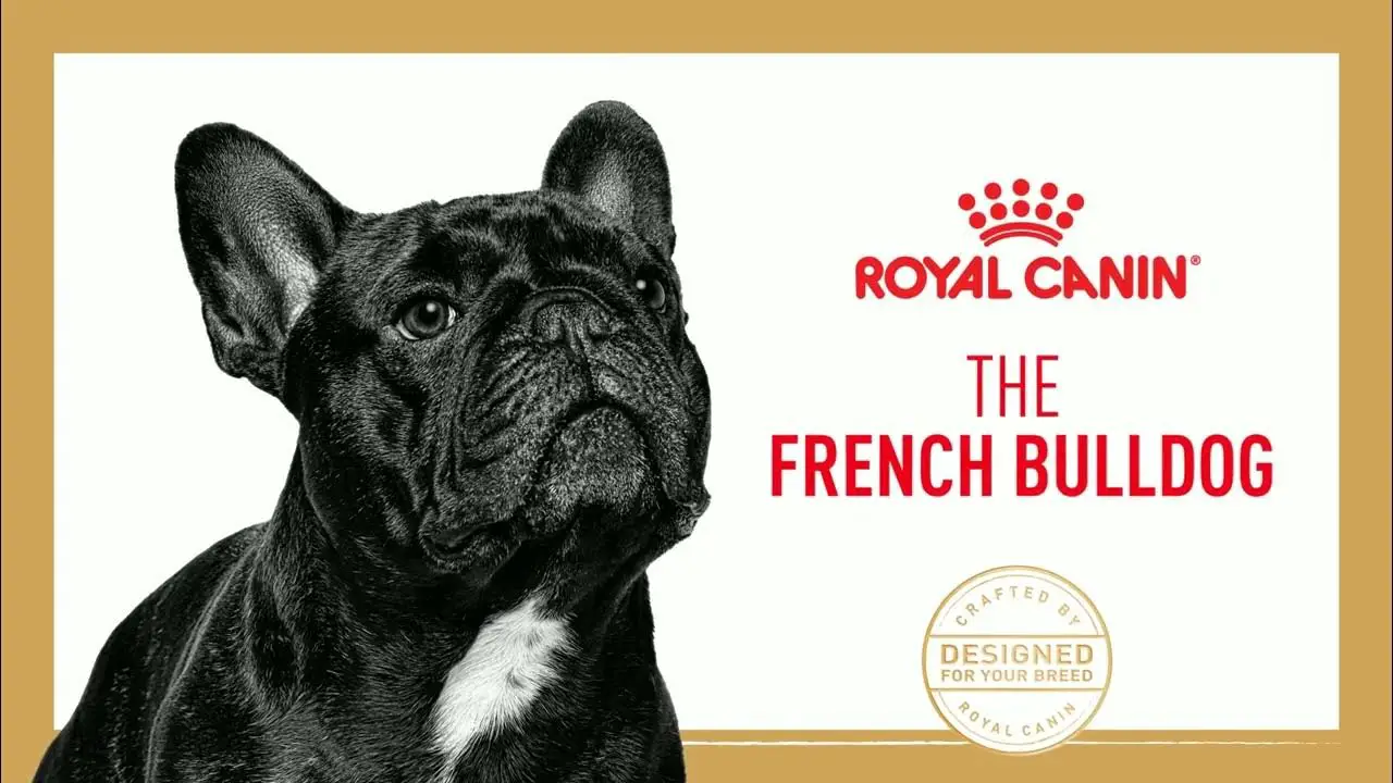 Is Royal Canin Good for French Bulldogs