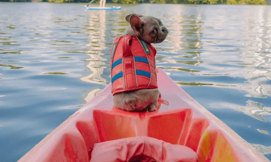 Why Can'T French Bulldogs Swim
