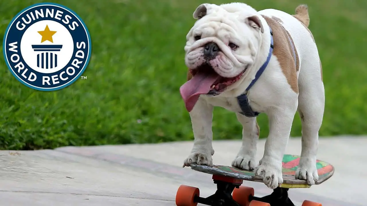 Why Do Bulldogs Skateboard