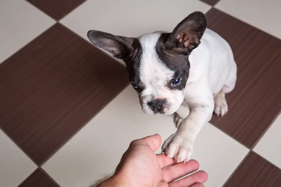 Why Do French Bulldogs Lick Their Paws
