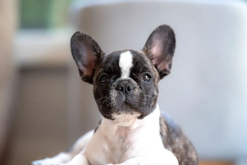 Why French Bulldogs are the Best