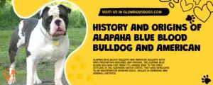 History And Origins Of Alapaha Blue Blood Bulldog And American Bulldog