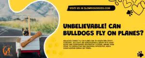 Unbelievable! Can Bulldogs Fly on Planes?