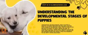 Understanding The Developmental Stages Of Puppies