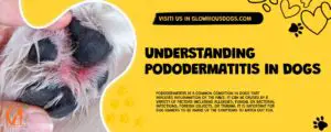 Understanding Pododermatitis In Dogs