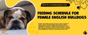 Feeding Schedule For Female English Bulldogs