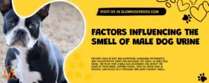 Factors Influencing The Smell Of Male Dog Urine