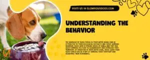 Understanding The Behavior