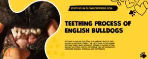 Teething Process Of English Bulldogs