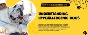 Are English Bulldogs hypoallergenic? This is a common question among dog lovers who suffer from allergies. Hypoallergenic dogs refer to breeds that are less likely to cause allergic reactions. However, it is important to note that no dog breed is completely hypoallergenic, as allergies vary from person to person.