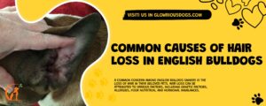 Common Causes Of Hair Loss In English Bulldogs