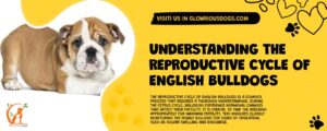 Understanding The Reproductive Cycle Of English Bulldogs