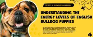 Understanding The Energy Levels Of English Bulldog Puppies