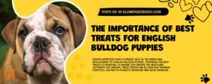 The Importance Of Best Treats For English Bulldog Puppies