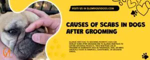 Causes Of Scabs In Dogs After Grooming