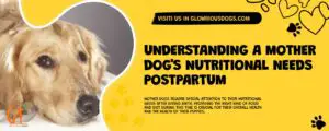 Understanding A Mother Dog's Nutritional Needs Postpartum