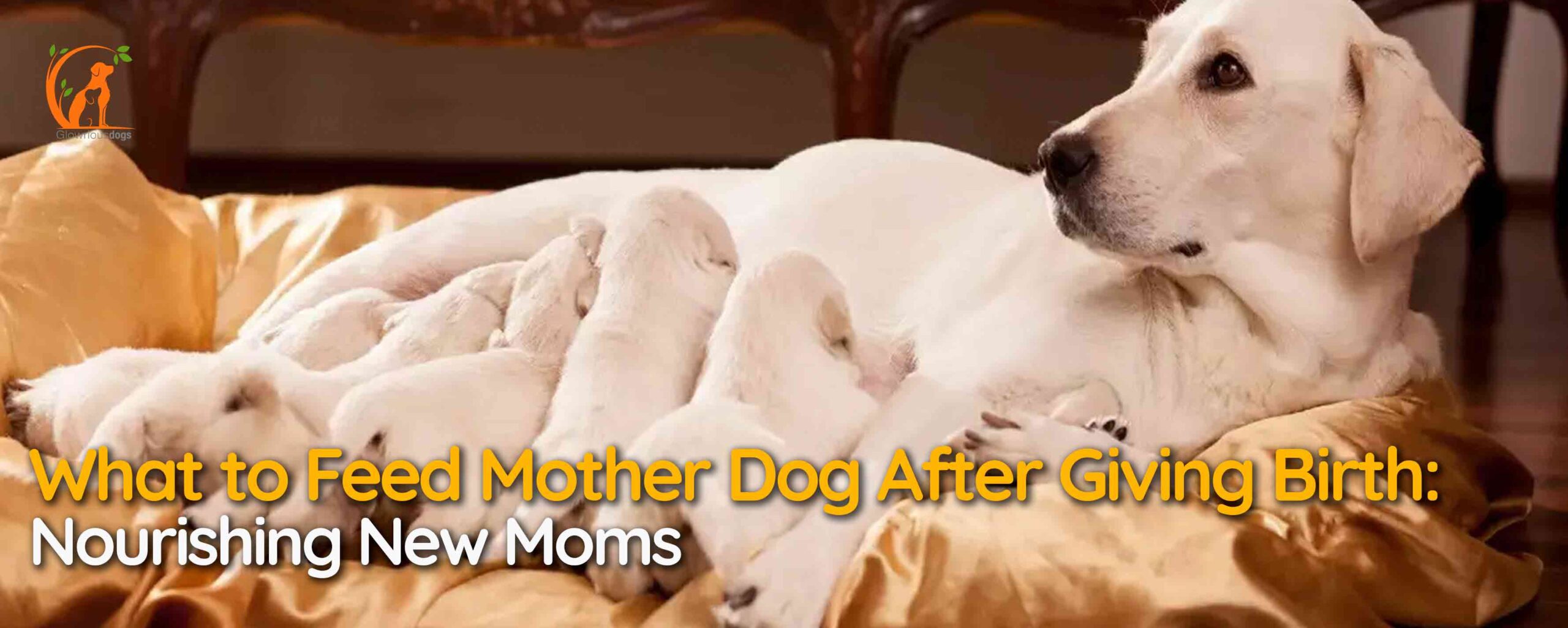 What to Feed Mother Dog After Giving Birth: Nourishing New Moms