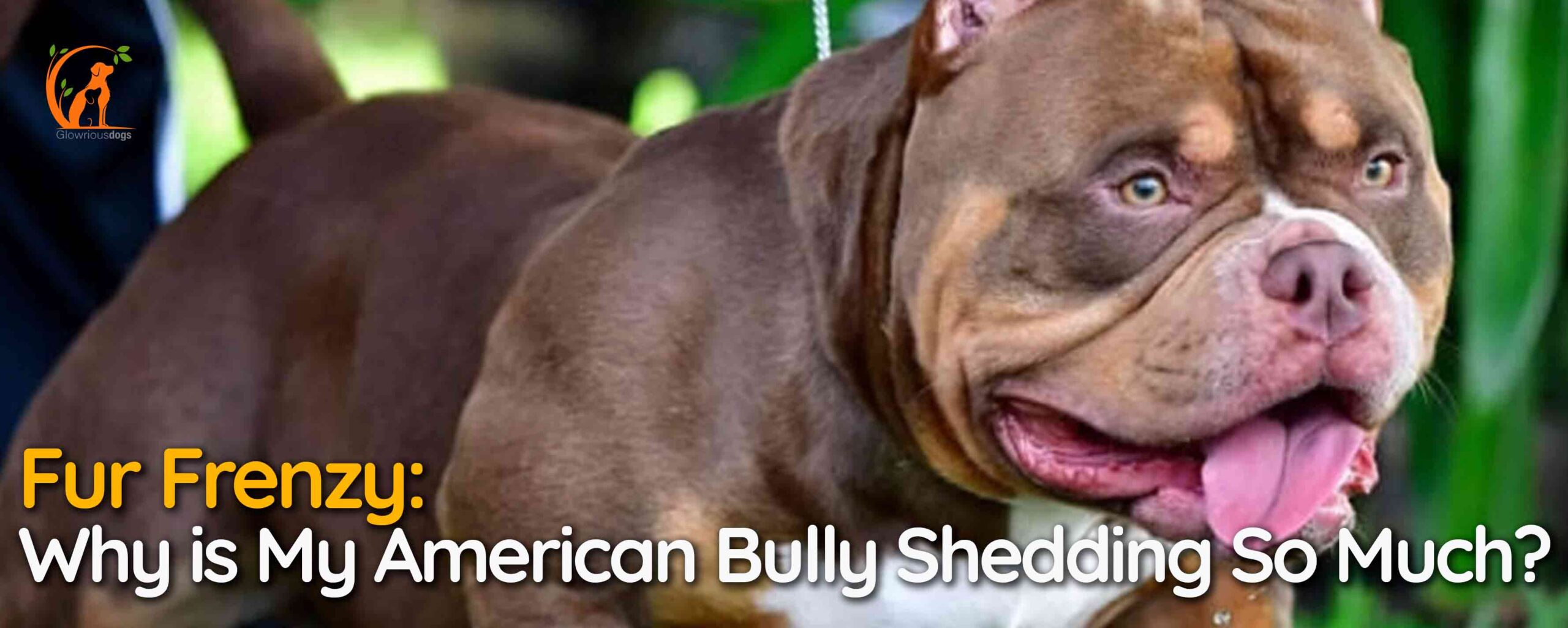 Fur Frenzy: Why is My American Bully Shedding So Much?