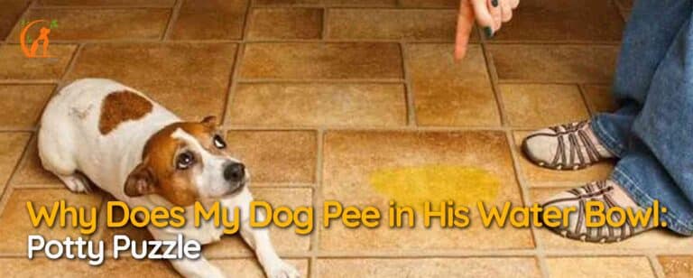 Why Does My Dog Pee in His Water Bowl: Potty Puzzle
