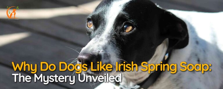 Why Do Dogs Like Irish Spring Soap: The Mystery Unveiled
