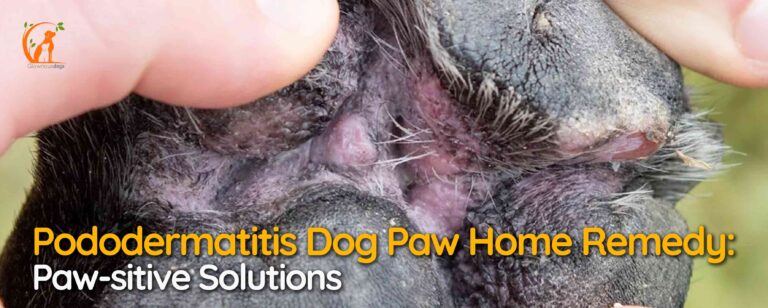 Pododermatitis Dog Paw Home Remedy: Paw-sitive Solutions