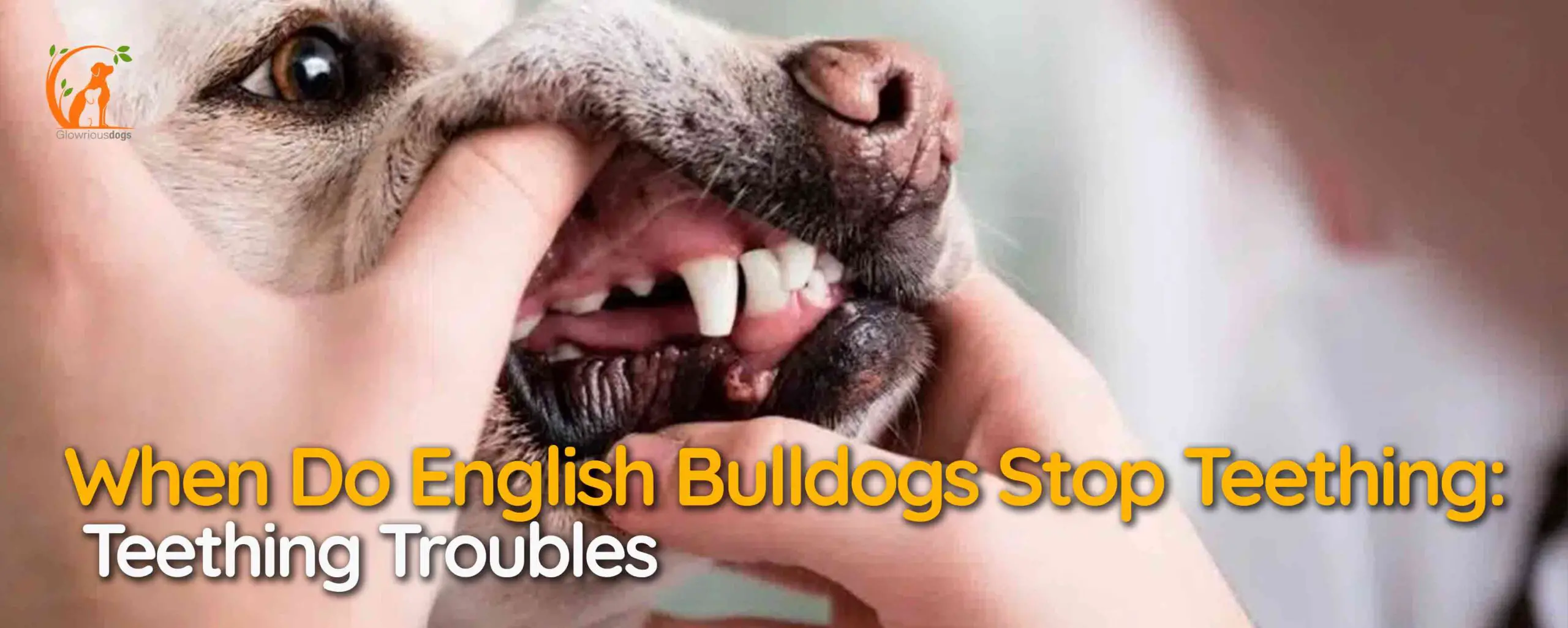 When Do English Bulldogs Stop Teething: Teething Troubles