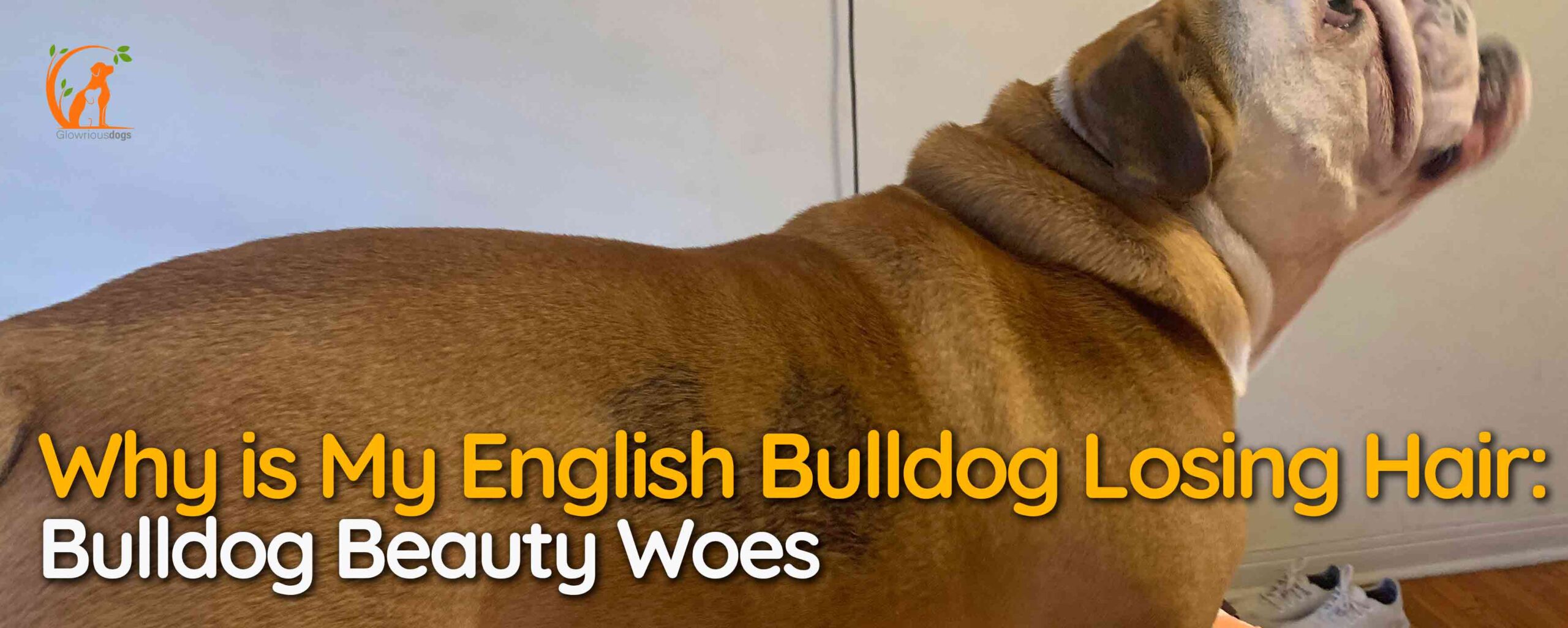 Why is My English Bulldog Losing Hair: Bulldog Beauty Woes