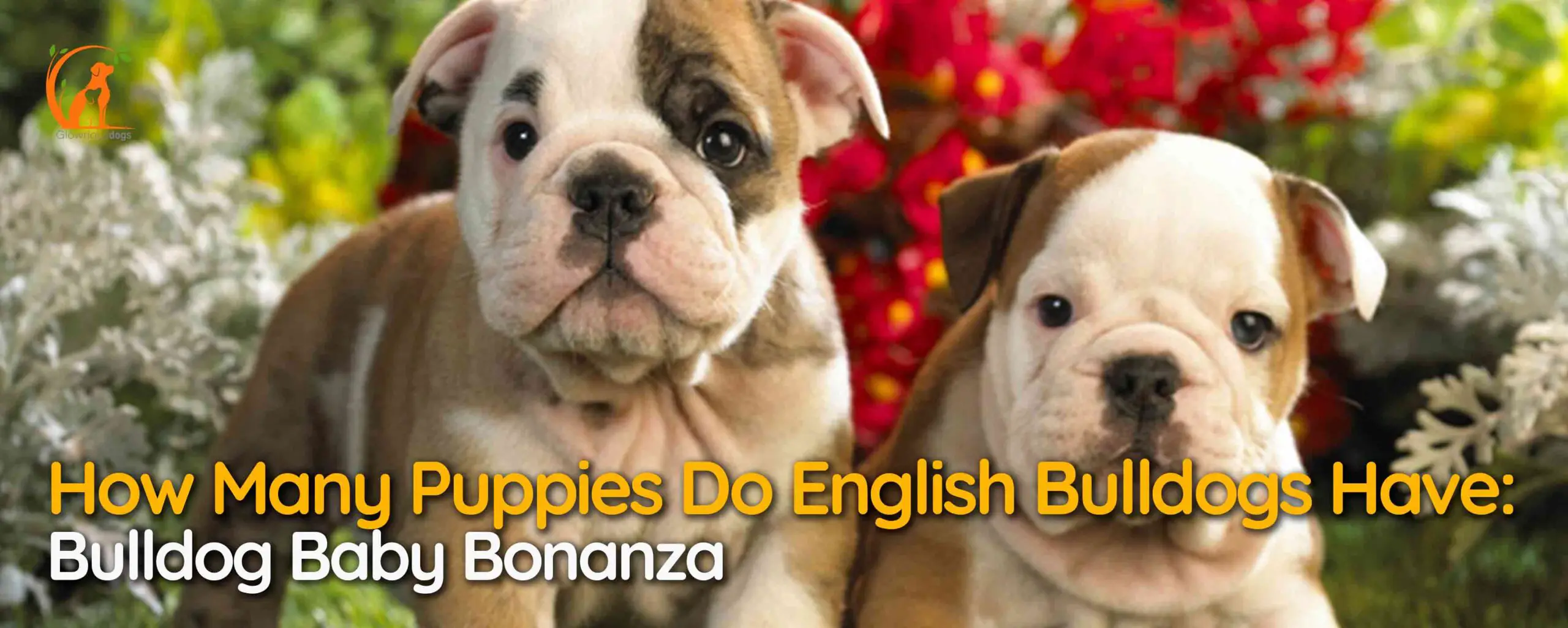 How Many Puppies Do English Bulldogs Have: Bulldog Baby Bonanza