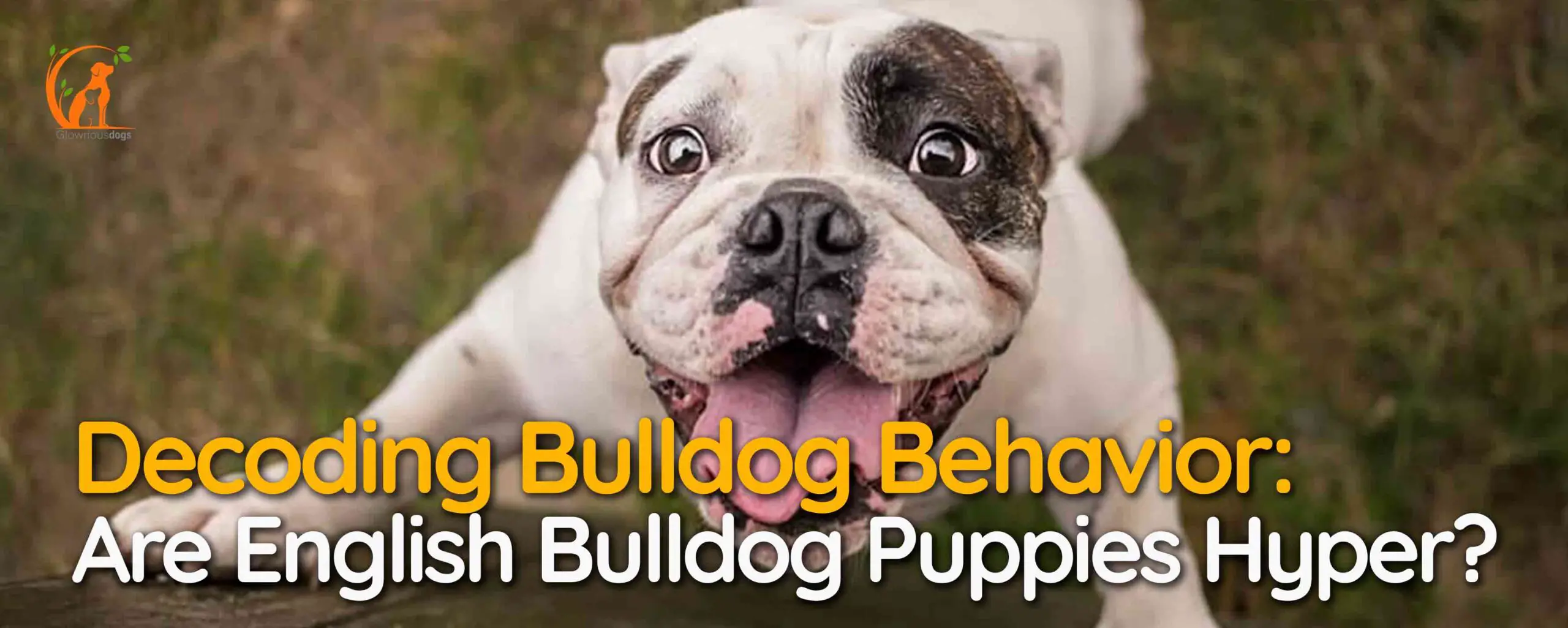 Decoding Bulldog Behavior: Are English Bulldog Puppies Hyper?