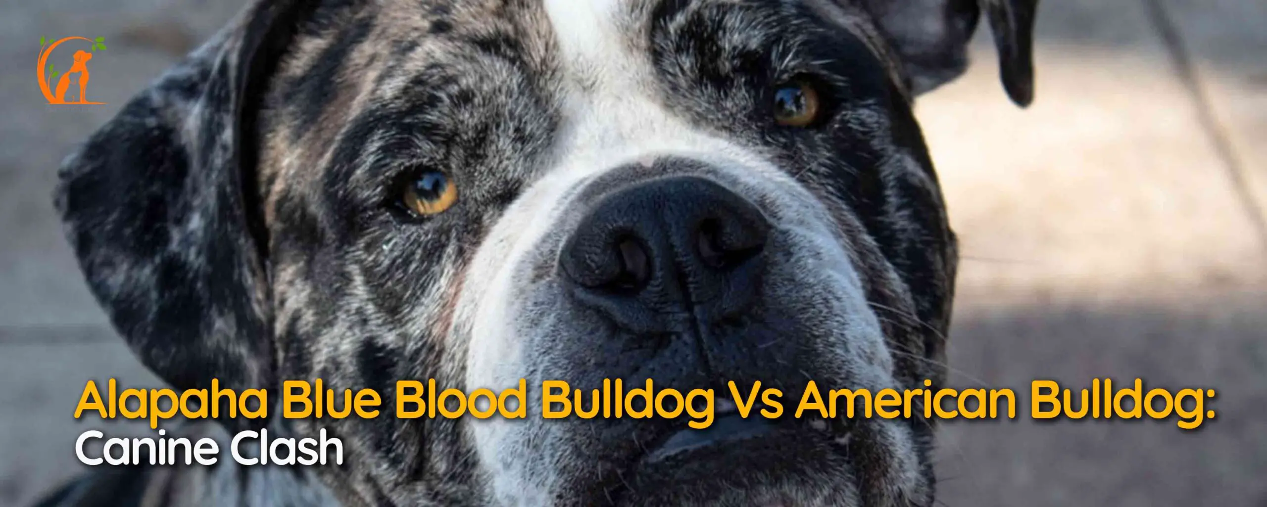 Alapaha Blue Blood Bulldog Vs American Bulldog: Canine Clash