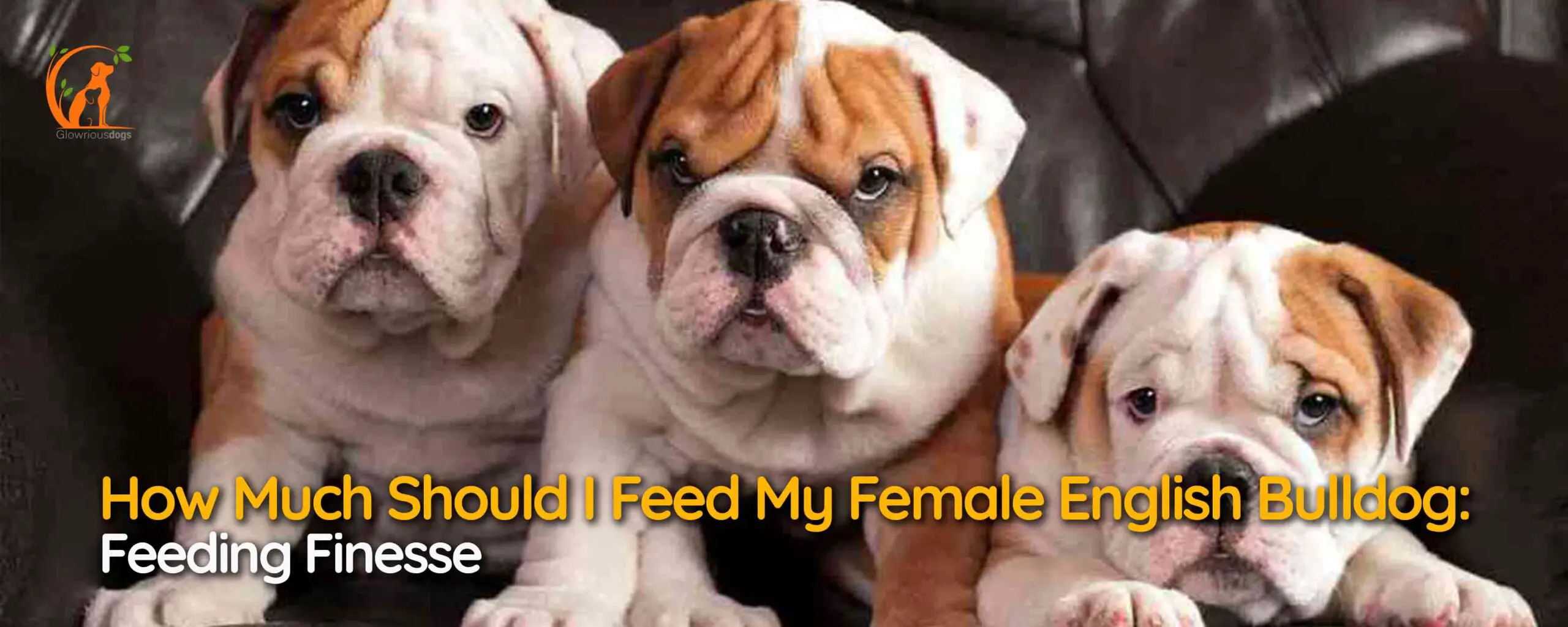How Much Should I Feed My Female English Bulldog: Feeding Finesse
