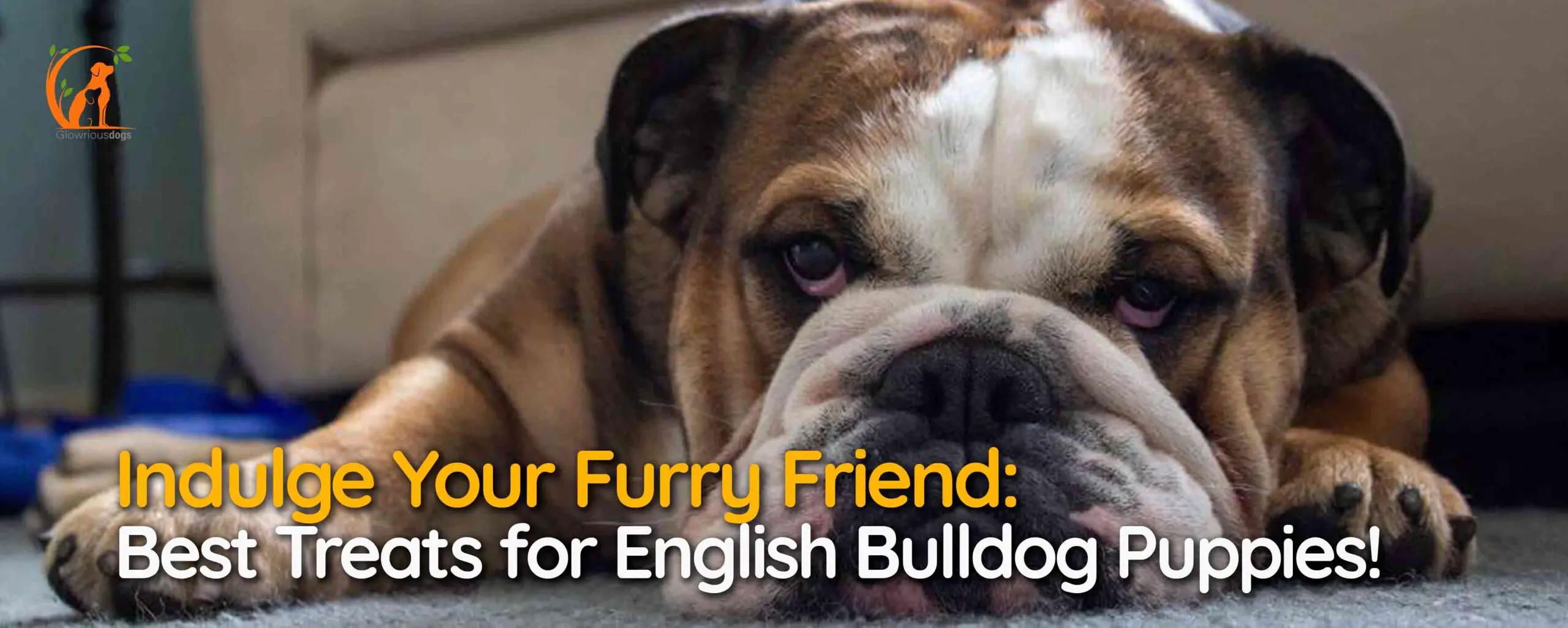 Indulge Your Furry Friend: Best Treats for English Bulldog Puppies!