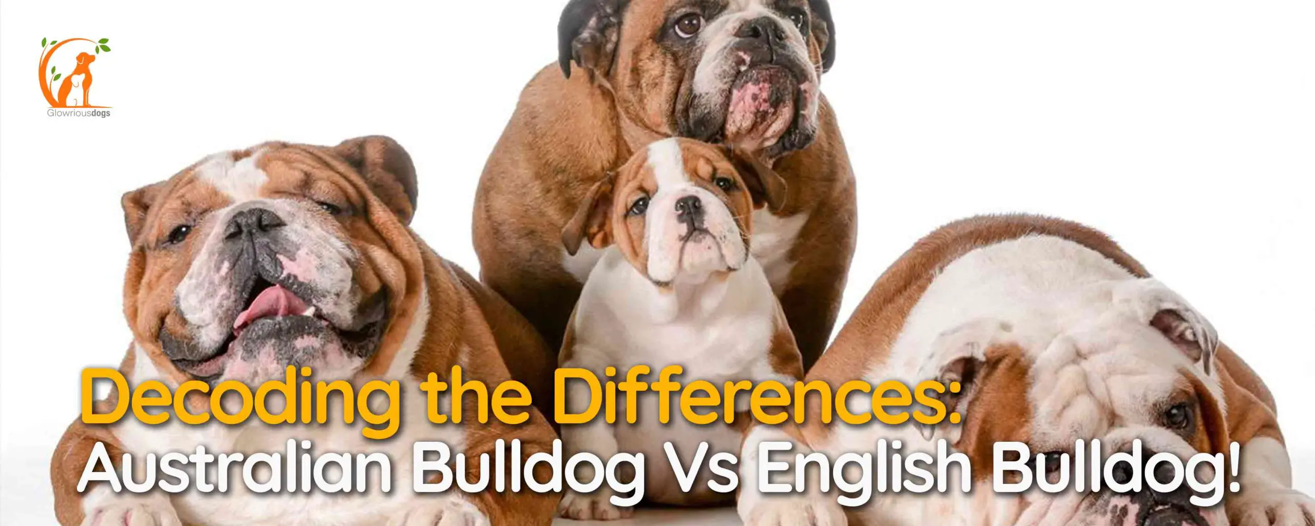 Decoding the Differences: Australian Bulldog Vs English Bulldog!
