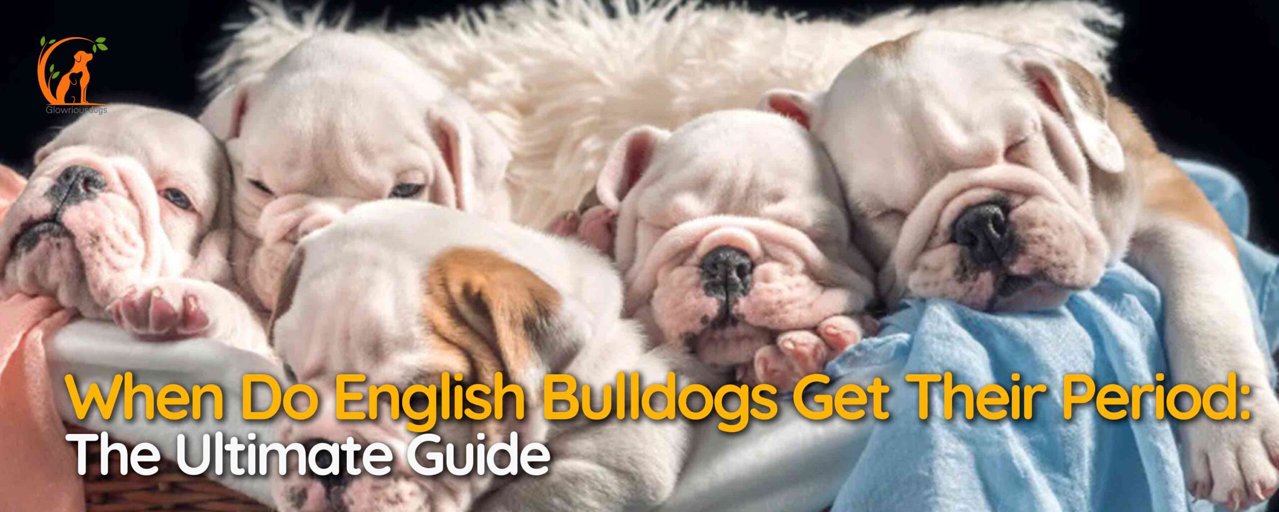 When Do English Bulldogs Get Their Period: The Ultimate Guide