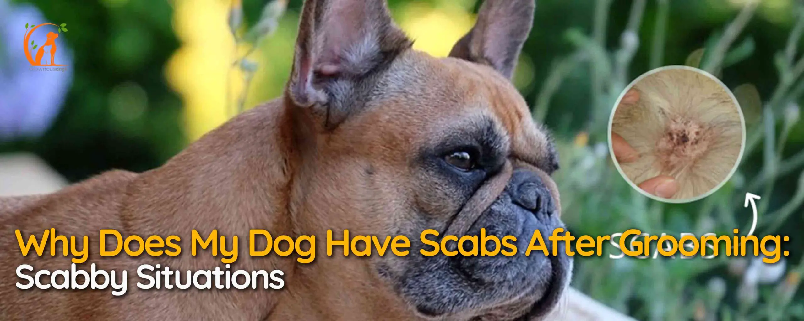 Why Does My Dog Have Scabs After Grooming: Scabby Situations